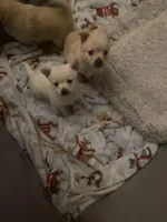 Junior, a male Pomchi for sale in Worcester, MA – Photo 8 of 10