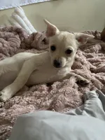 Junior, a male Pomchi for sale in Worcester, MA – Photo 3 of 10