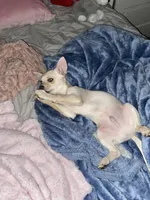 Junior, a male Pomchi for sale in Worcester, MA – 9 of 10