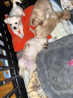 Junior, a male Pomchi for sale in Worcester, MA – Photo 9 of 10