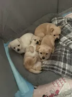 Junior, a male Pomchi for sale in Worcester, MA – Photo 10 of 10