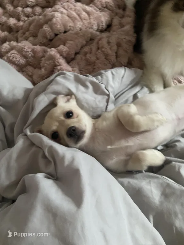 Junior – Pomchi puppy for sale in Worcester, MA