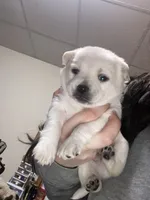 Junior, a male Pomchi for sale in Worcester, MA – Photo 6 of 10