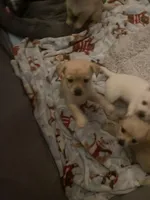 Baby Bella , a female Pomchi for sale in Worcester, MA – Photo 6 of 7