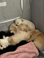 Baby Bella , a female Pomchi for sale in Worcester, MA – Photo 4 of 7