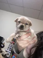 Baby Bella , a female Pomchi for sale in Worcester, MA – Photo 5 of 7