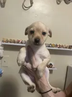 Baby Bella , a female Pomchi for sale in Worcester, MA – Photo 1 of 7