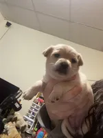 Baby Bella , a female Pomchi for sale in Worcester, MA – Photo 3 of 7