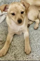 Bella, a female Pomchi for sale in Worcester, MA – Photo 8 of 9