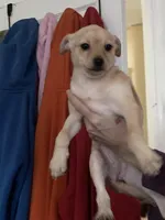 Bella, a female Pomchi for sale in Worcester, MA – Photo 2 of 9