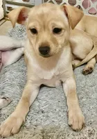 Bella, a female Pomchi for sale in Worcester, MA – Photo 9 of 9