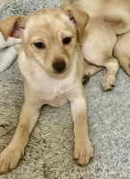 Bella, a female Pomchi for sale in Worcester, MA – Photo 7 of 9