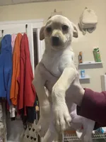 Bella, a female Pomchi for sale in Worcester, MA – Photo 5 of 9