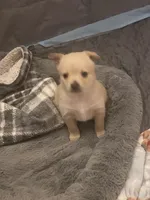 Oakley, a male Pomchi for sale in Worcester, MA – Photo 5 of 7