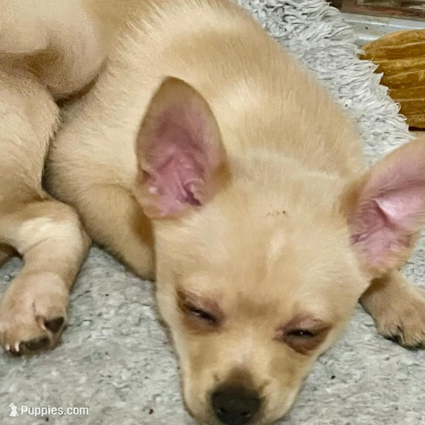 Oakley – Pomchi puppy for sale in Worcester, MA