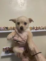 Oakley, a male Pomchi for sale in Worcester, MA – Photo 1 of 7