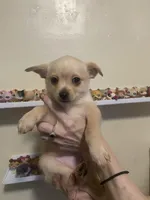 Oakley, a male Pomchi for sale in Worcester, MA – Photo 7 of 7