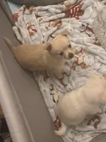 Oakley, a male Pomchi for sale in Worcester, MA – Photo 6 of 7