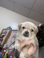 Oakley, a male Pomchi for sale in Worcester, MA – Photo 4 of 7