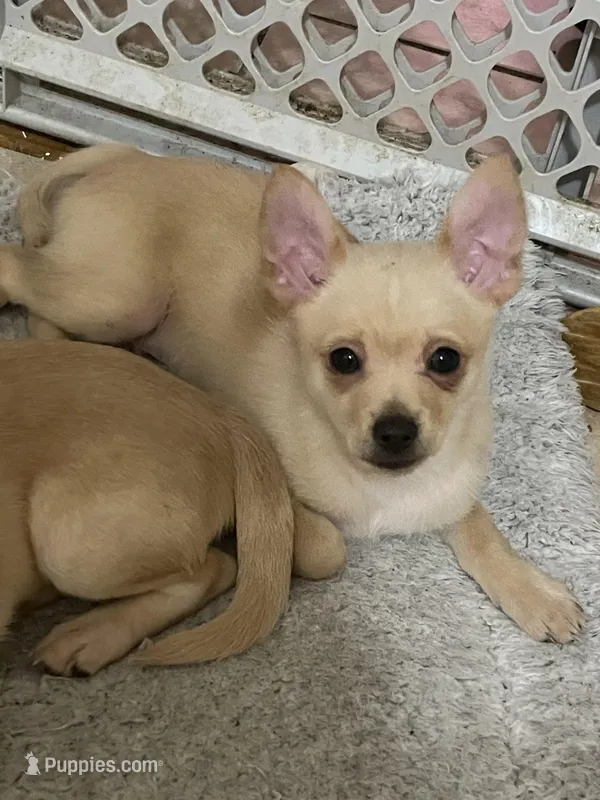 Oakley – Pomchi puppy for sale in Worcester, MA