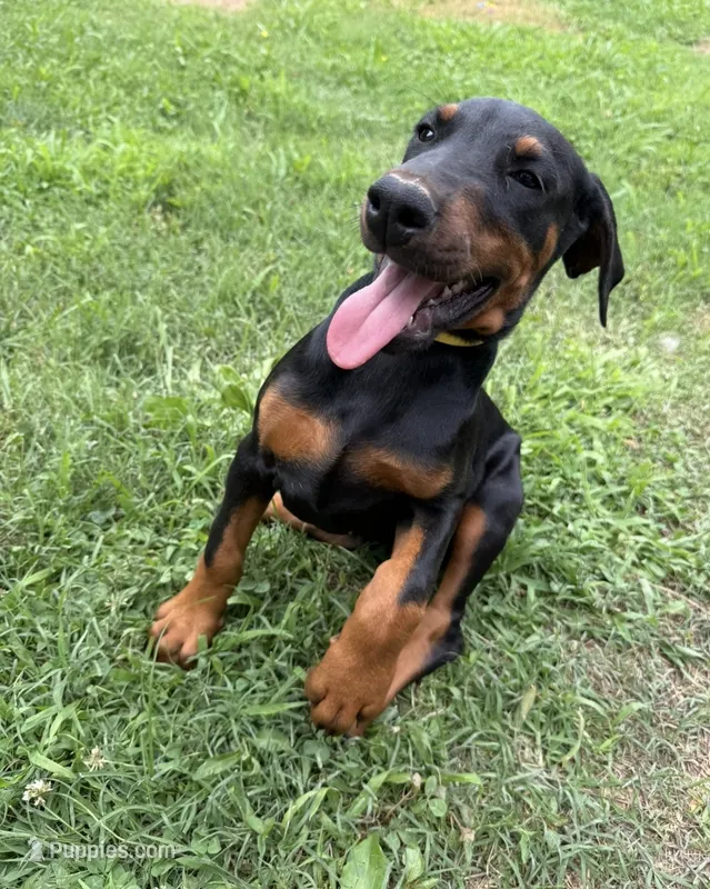 One, Two, and Three – Doberman Pinscher puppy for sale in Adairsville, GA