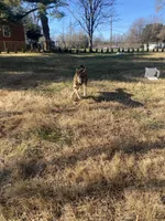 Zoey, a female German Shepherd Dog for sale in Winston-Salem, NC – Photo 4 of 6