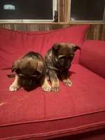 Zoey, a female German Shepherd Dog for sale in Winston-Salem, NC – Photo 2 of 6