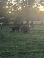 Zoey, a female German Shepherd Dog for sale in Winston-Salem, NC – Photo 5 of 6