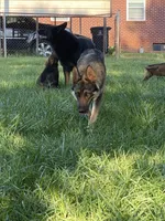 Zoey, a female German Shepherd Dog for sale in Winston-Salem, NC – Photo 3 of 6