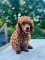 Sparky , a male Poodle - Miniature  for sale in Boyertown, PA – 6 of 6