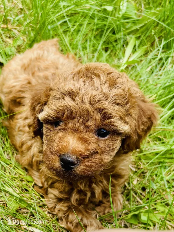 Amber  – Poodle - Toy  puppy for sale in Boyertown, PA