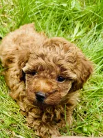 Amber , a female Poodle - Toy  for sale in Boyertown, PA – Photo 1 of 2