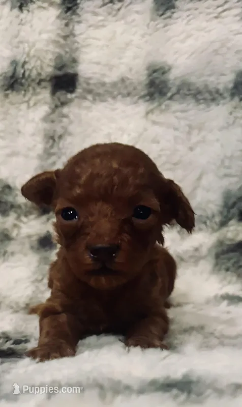 Ember  – Poodle - Toy  puppy for sale in Boyertown, PA