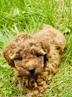Amber , a female Poodle - Toy  for sale in Boyertown, PA – Photo 2 of 2