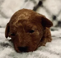 AKC Scarlet , a female Poodle - Toy  for sale in Boyertown, PA – Photo 3 of 4