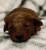 AKC Scarlet , a female Poodle - Toy  for sale in Boyertown, PA – Photo 2 of 4