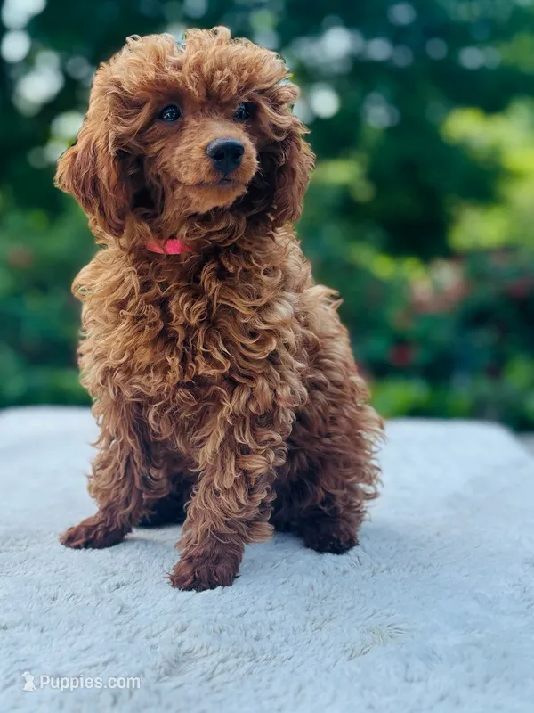 Amber  – Poodle - Toy  puppy for sale in Boyertown, PA