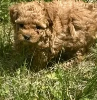AKC poppy, a female Poodle - Toy  for sale in Boyertown, PA – Photo 1 of 3