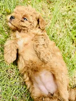 AKC poppy, a female Poodle - Toy  for sale in Boyertown, PA – Photo 2 of 3