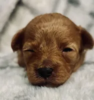 AKC poppy, a female Poodle - Toy  for sale in Boyertown, PA – Photo 1 of 2