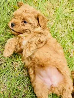 AKC poppy, a female Poodle - Toy  for sale in Boyertown, PA – Photo 3 of 3
