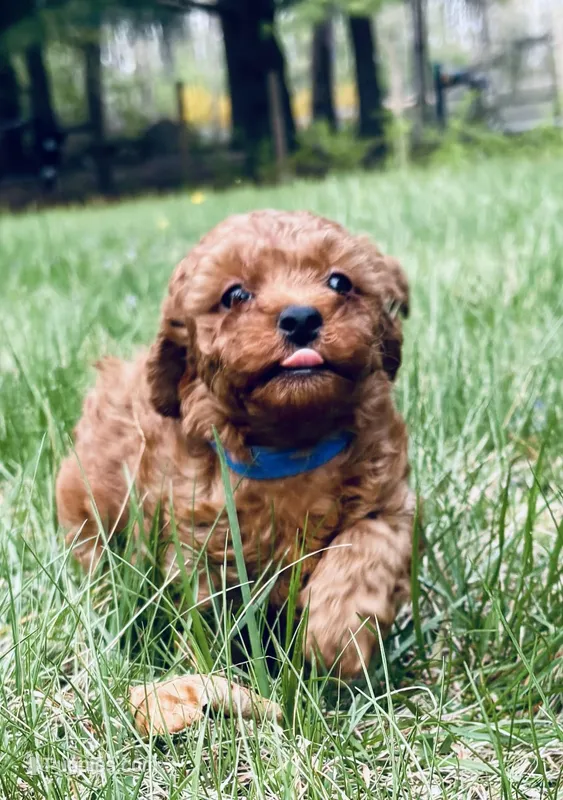 Sparky  – Poodle - Toy  puppy for sale in Boyertown, PA