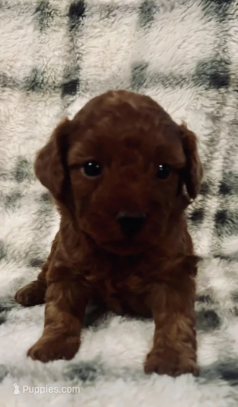 Sparky  – Poodle - Toy  puppy for sale in Boyertown, PA