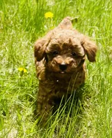 Sparky , a male Poodle - Toy  for sale in Boyertown, PA – Photo 2 of 2