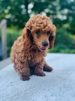 Sparky , a male Poodle - Miniature  for sale in Boyertown, PA – 3 of 6