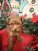 AKC Dasher, a male Poodle - Toy  for sale in Boyertown, PA – Photo 4 of 5