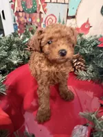 AKC Dasher, a male Poodle - Toy  for sale in Boyertown, PA – Photo 5 of 5