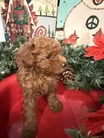 AKC Dasher, a male Poodle - Toy  for sale in Boyertown, PA – Photo 3 of 5