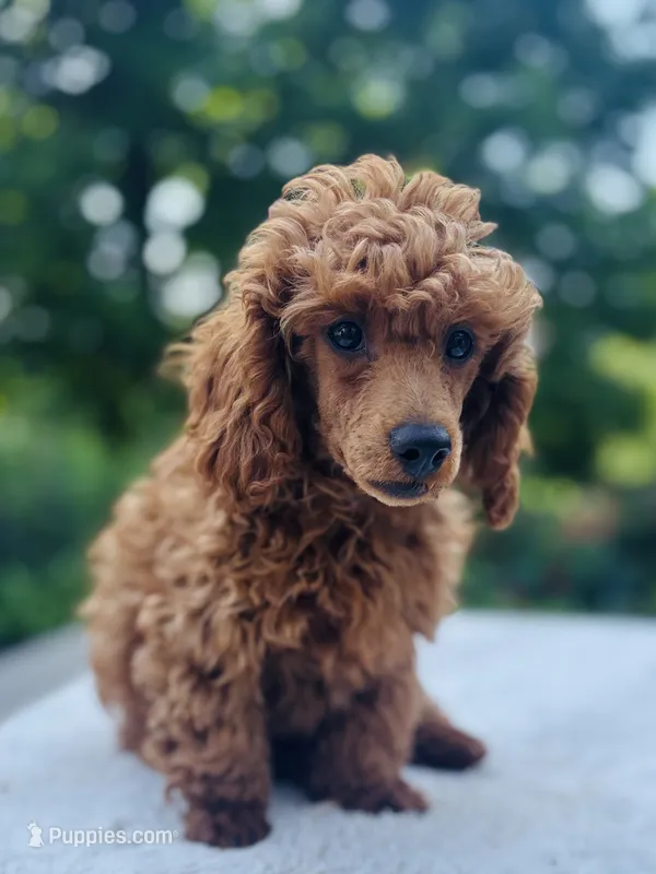 Sparky  – Poodle - Miniature  puppy for sale in Boyertown, PA