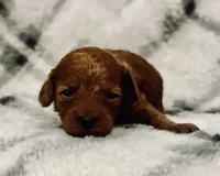 AKC Ruby , a female Poodle - Toy  for sale in Boyertown, PA – Photo 2 of 2